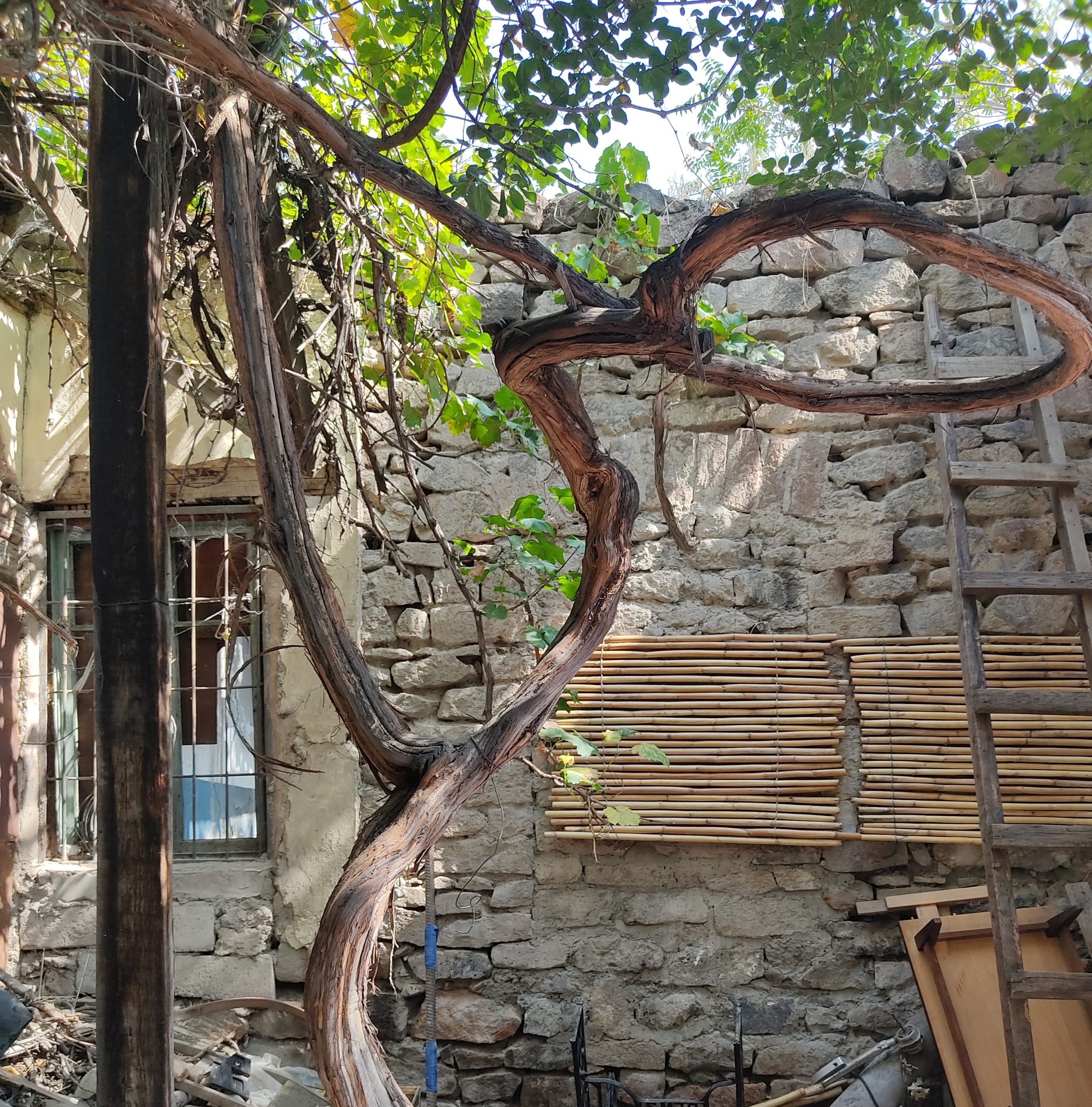 Բարի դեմքով ծերունի իմ փոքրիկ քաղաք*