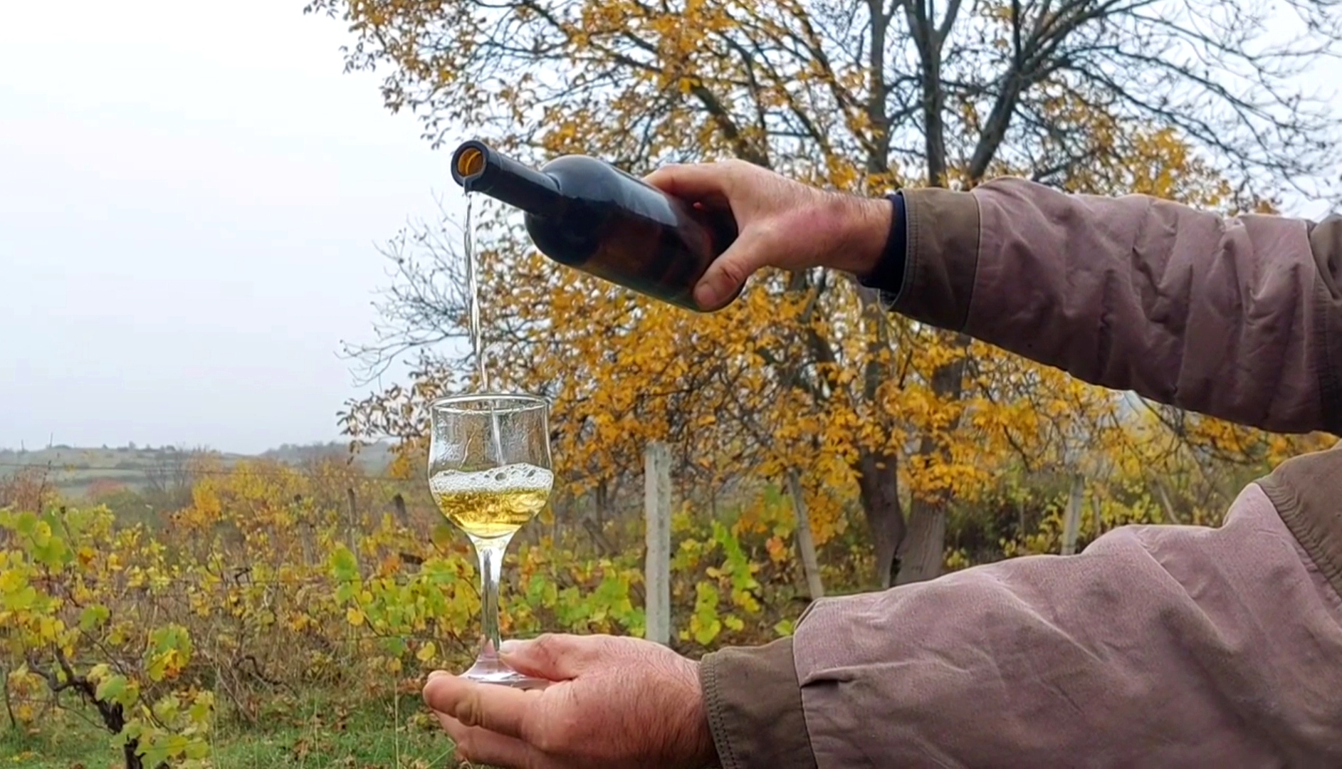 Խաղողի մթերումը Կողբ գյուղում (տեսանյութ)